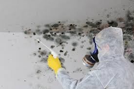 Why You Should Choose Our Mold Remediation Services in Northford, CT